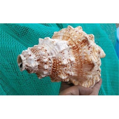 Fish Tank Frog Conch Shell