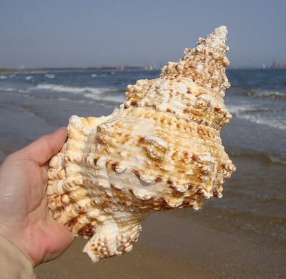 Fish Tank Frog Conch Shell