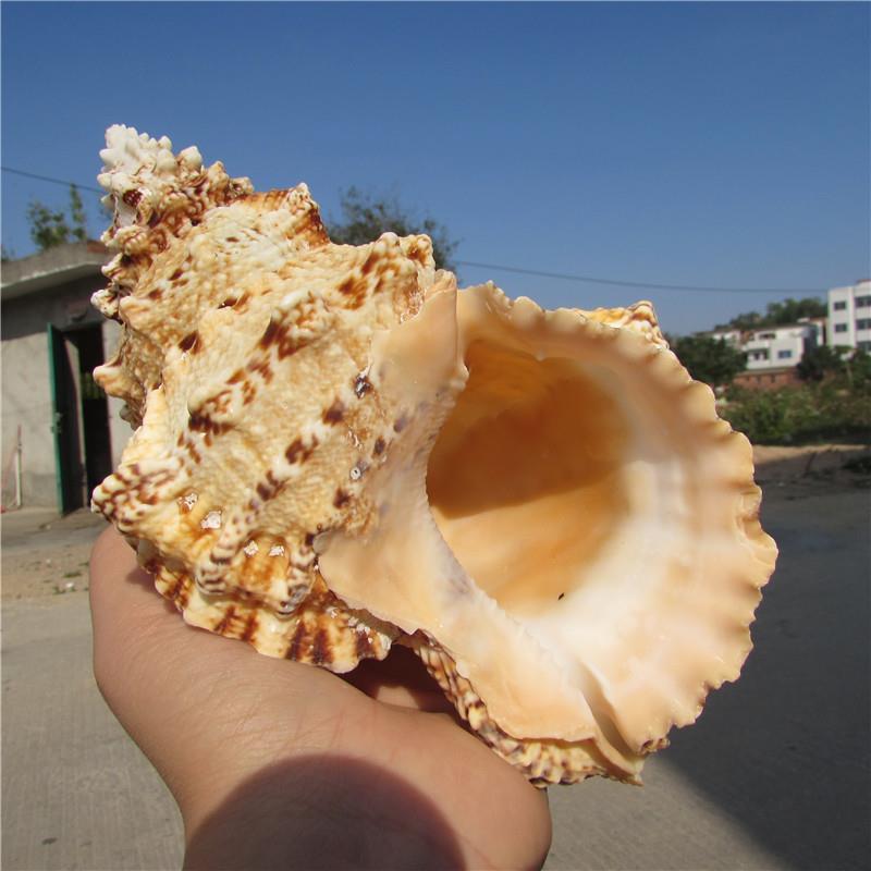 Fish Tank Frog Conch Shell