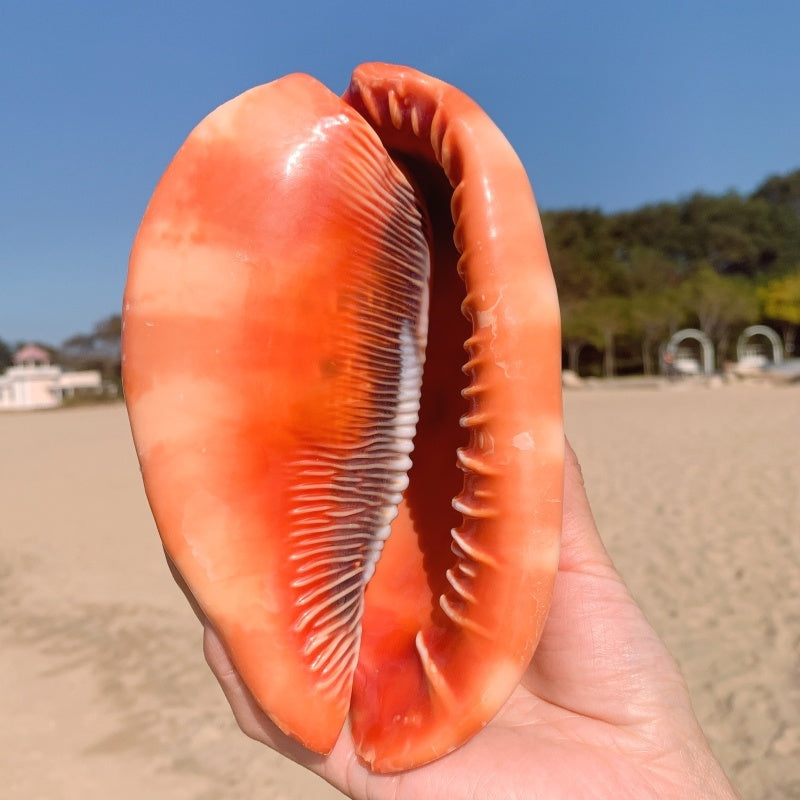 Fish Tank Red Helmet Conch Shell