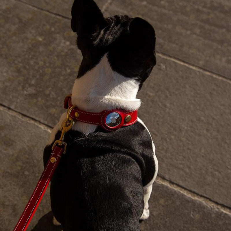 Dog Anti-Loss Apple AirTag Collar