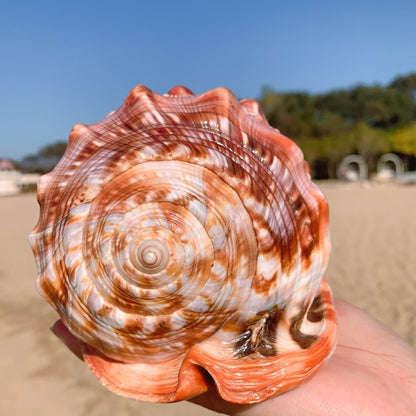 Fish Tank Red Helmet Conch Shell