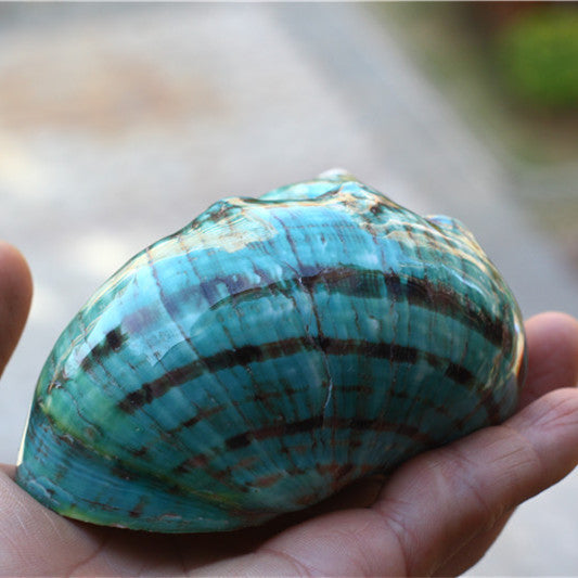 Fish Tank Green Turban Conch Shell