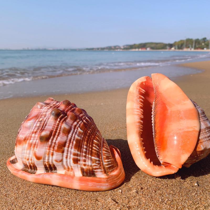 Fish Tank Red Helmet Conch Shell