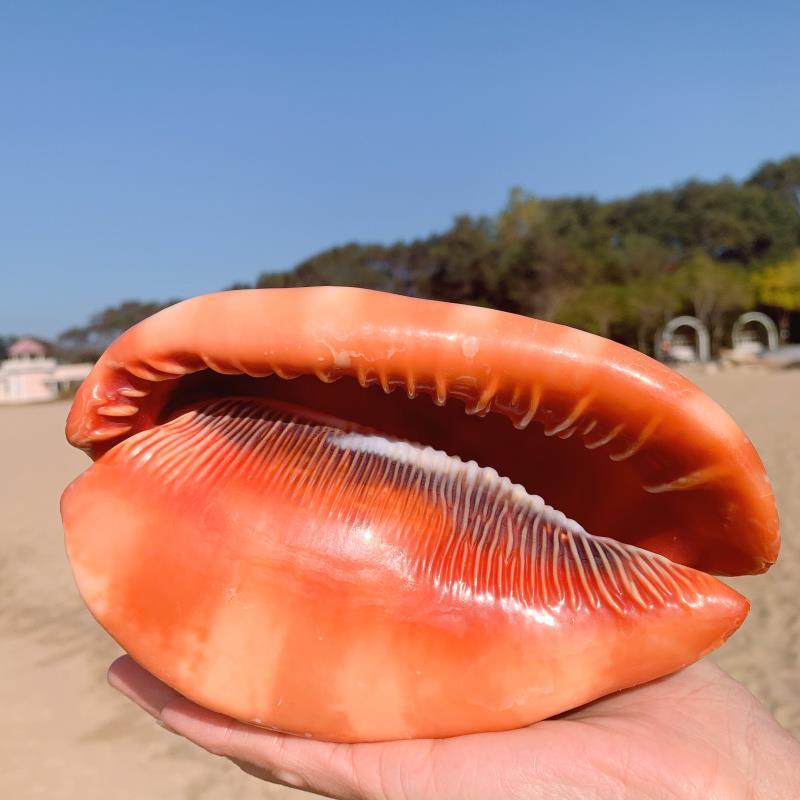 Fish Tank Red Helmet Conch Shell