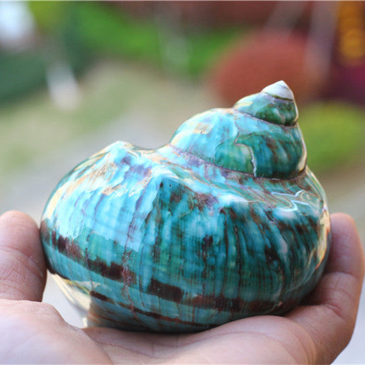 Fish Tank Green Turban Conch Shell