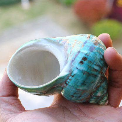 Fish Tank Green Turban Conch Shell