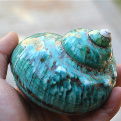 Fish Tank Green Turban Conch Shell